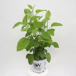 Hydrangea Arb. 'Strong Annabelle' C3 | Hortensia