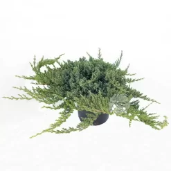 Juniperus Procumbens Nana | Jenerbes