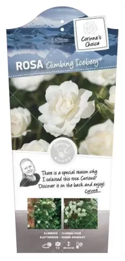 Klimroos 'Climbing Iceberg'®