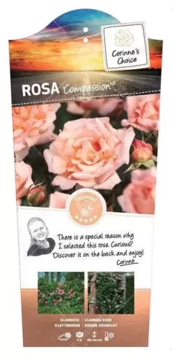 Klimroos 'Compassion'® Pot 17 Cm Stok100 70/80