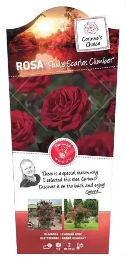 Klimroos 'Paul's Scarlet Climber'
