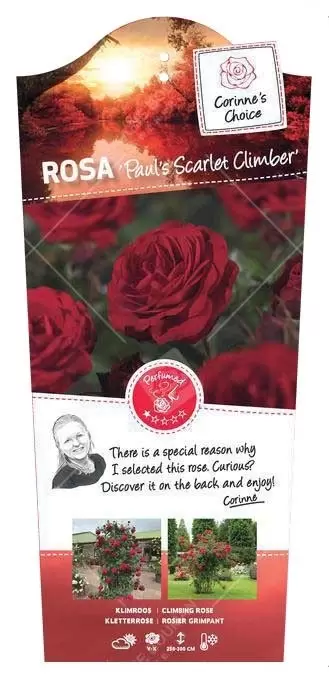 Klimroos 'Paul's Scarlet Climber'