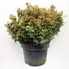 Leucothoe Ax. ‘Curly Red’ C5 | Druifheide Pot22cm
