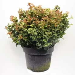 Leucothoe Ax. ‘Curly Red’ C5 | Druifheide Pot22cm