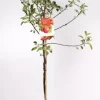 Malus Dom. Cox's Orange P. Laagstam | Appel