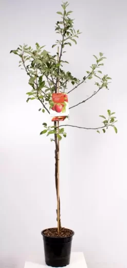 Malus Dom. Cox's Orange P. Laagstam | Appel