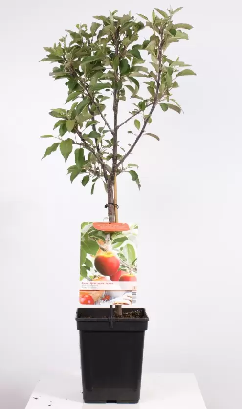 Malus Dom. Elstar Patio | Handappel