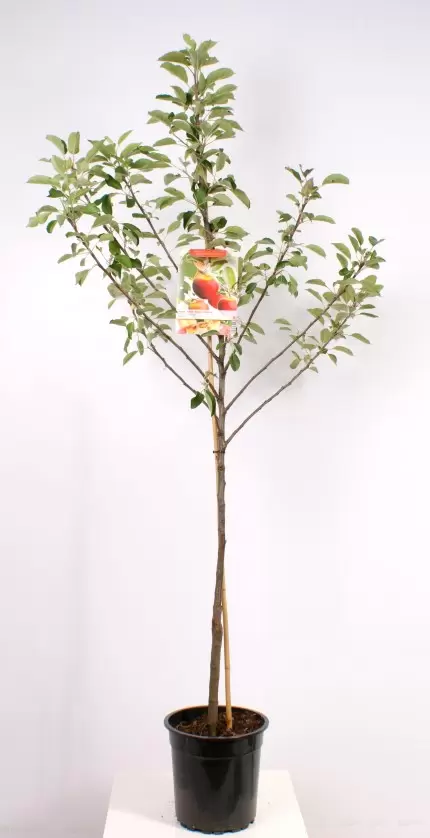 Malus Dom. Elstar Laagstam | Appel Pot24cm