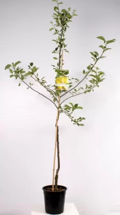 Malus Dom. Golden Delicious Laagsta