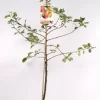 Malus Dom. Jonagold Laagstam | Handappel Pot24cm