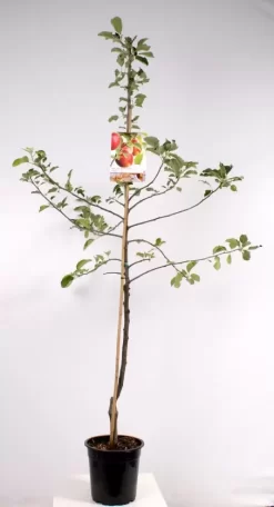 Malus Dom. Jonagold Laagstam | Handappel Pot24cm