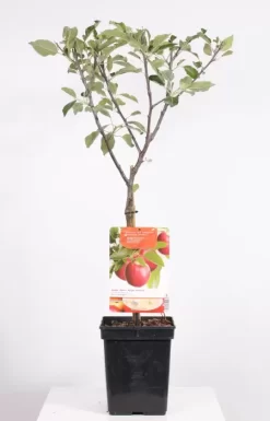 Malus Dom. Cox's Orange P. Patio