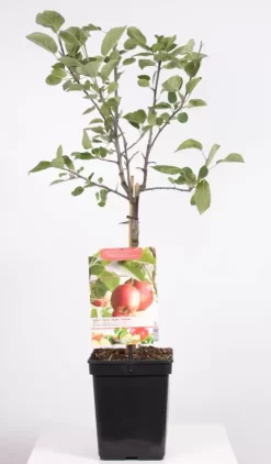 Malus Dom. Summerred Patio | Handappel