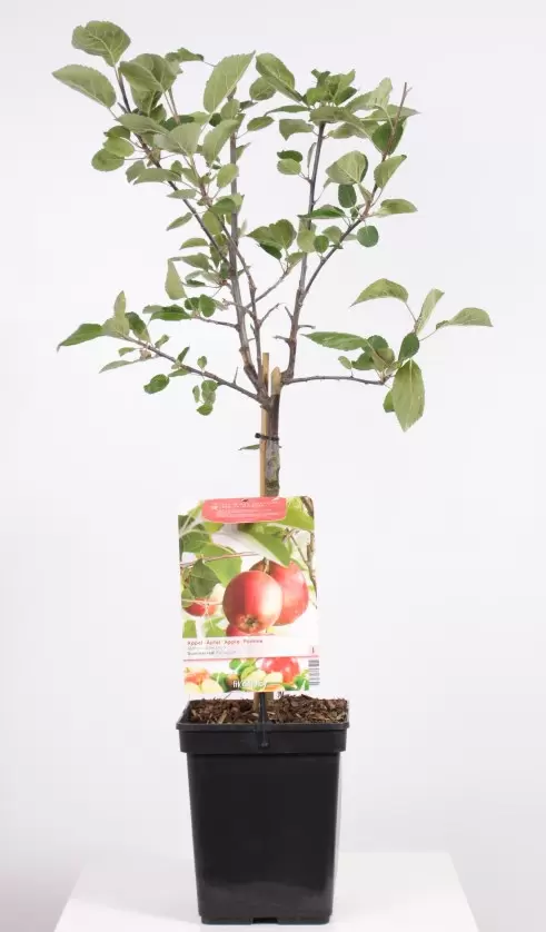 Malus Dom. Summerred Patio | Handappel