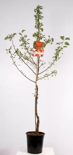 Malus Evereste Laagstam | Sierappel