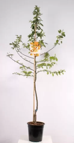 Malus Prof. Sprenger Laagstam | Sierappel