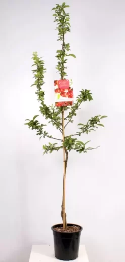 Malus Red Sentinel Laagstam | Sierappel