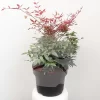 Nandina Domestica 'Obsessed' C5 | Hemelse Bamboe