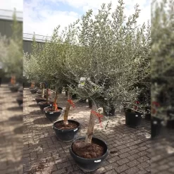 Olijfboom Op Stam Schaal