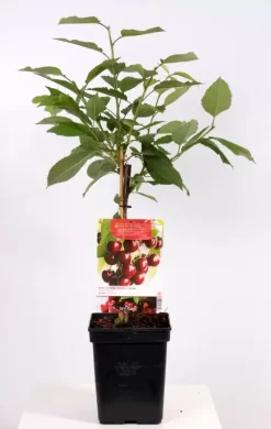 Prunus Avium Kordia Patio