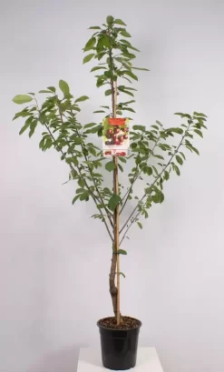 Prunus Avium Kordia Laagstam | Kers