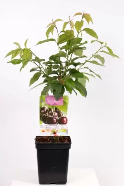 Prunus Avium Sunburst Patio | Kers Pot22cm