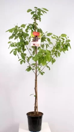 Prunus Avium Burlat Laagstam