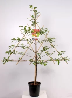 Prunus Dom. Opal Leivorm