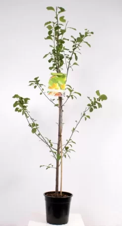 Prunus Dom. R-Cl. D'Oullins Laagst