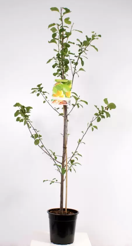 Prunus Dom. R-Cl. D'Oullins Laagst