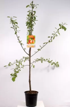 Prunus Dom. Victoria Laagstam