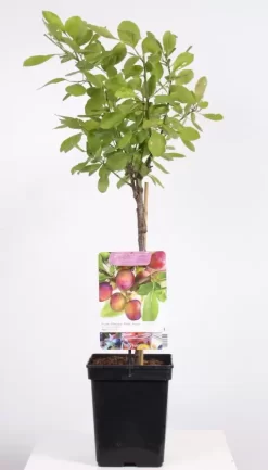 Prunus Dom. Opal Patio