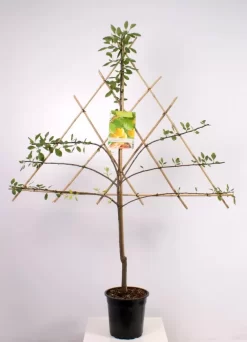 Prunus Dom. R-Cl. D'Oullins Leivorm