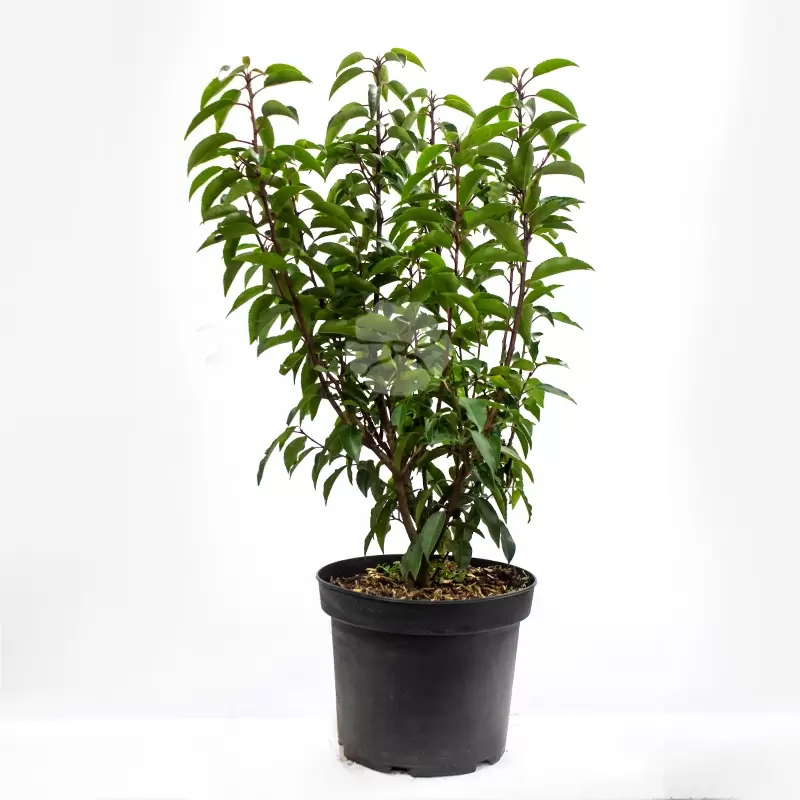 Prunus Lusitanica 'Angustifolia' C5 | Portugese Laurierkers