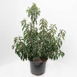 Prunus Lusitanica 'Angustifolia' | Portugese Laurier