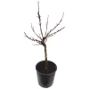 Prunus Persica Nano | Mini Perzikboompje