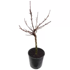 Prunus Persica Nano | Mini Perzikboompje