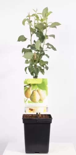 Pyrus Comm. Doyenné D. Comice Patio | Peer