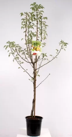 Pyrus Comm. Gieser Wildeman Laagstam | Stoofpeer Pot24cm