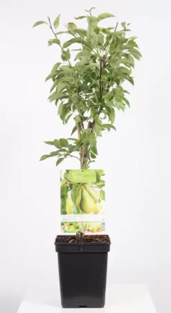 Pyrus Comm. Conference Patio | Handpeer