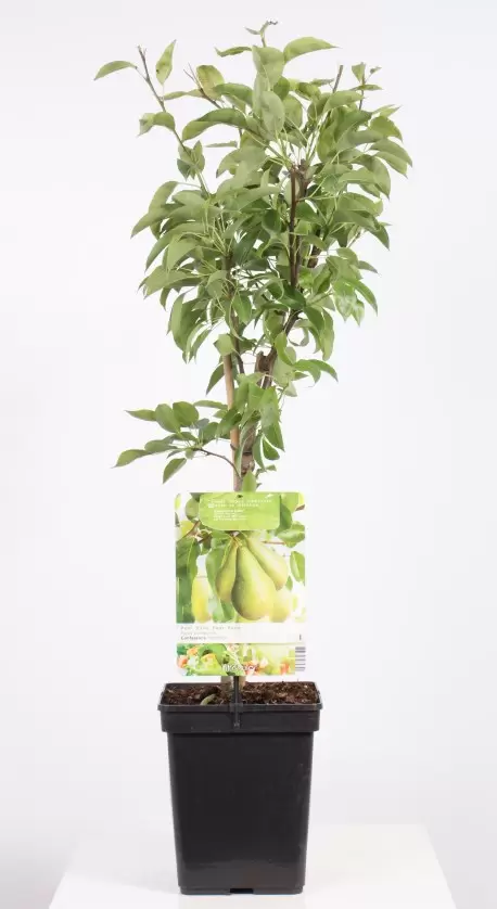 Pyrus Comm. Conference Patio | Handpeer