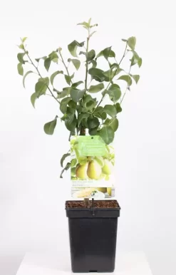 Pyrus Comm. Beurré Hardy Patio | Handpeer