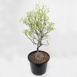 Quercus Palustris 'Green Dwarf' | Boleik