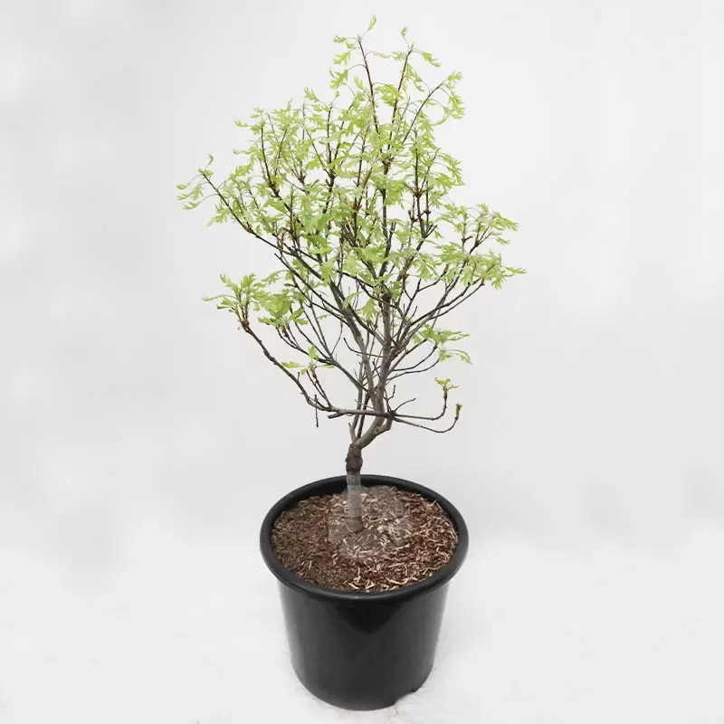 Quercus Palustris 'Green Dwarf' | Boleik