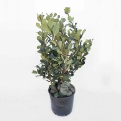 Raphiolepis Umbellata 9 Liter Pot H60-80 Cm | Indianse Meidoorn