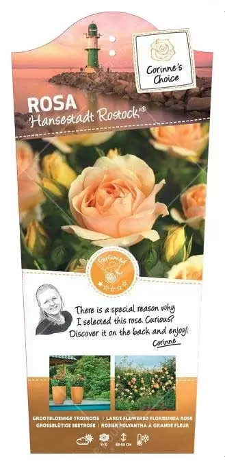 Stamroos 'Hansestadt Rostock'®