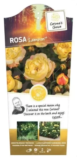 Stamroos 'Lampion'® Pot 24 Cm Stam 90 Cm