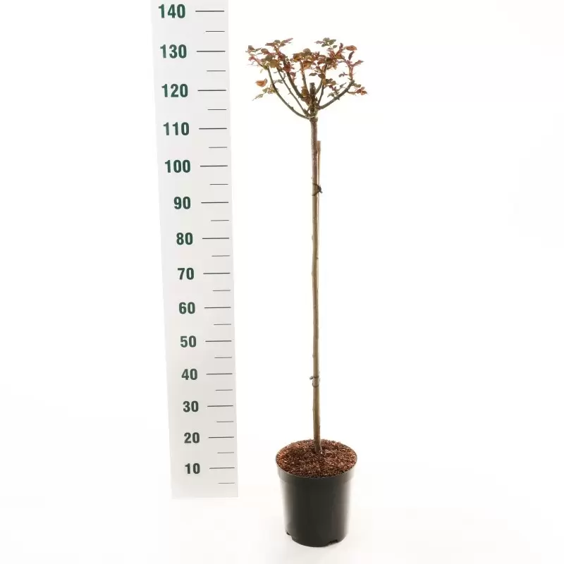 Stamroos 'Red Meilove'® Pot 24 Cm Stam 90 Cm - Afbeelding 2