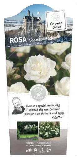 Stamroos 'Schneewittchen'®