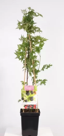 Rubus Fruticosus Thornl Evergreen 4 | Doornloze Braam